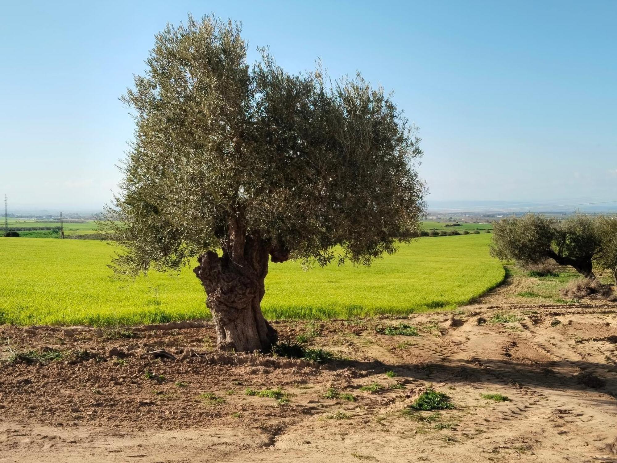 Casa Rural Cerro Campon Καρμόνα Εξωτερικό φωτογραφία